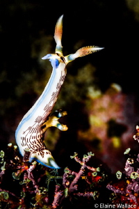 nembrotha lineolata nudi standing tall and looking very h... by Elaine Wallace 